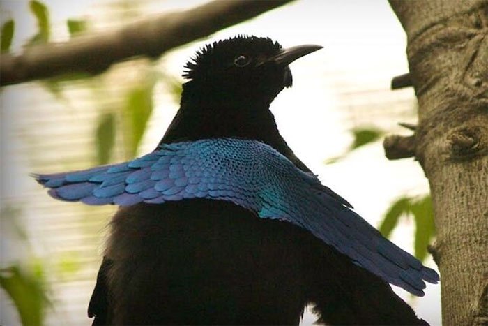 Chim thiên đường đực có bộ lông siêu đen.
