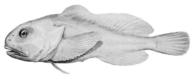 Đây chính là Blobfish khi ở dưới biển sâu