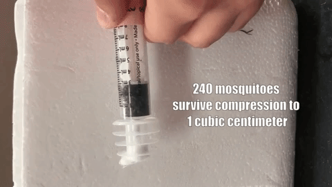 240 con muỗi có thể sống khoẻ trong không gian chỉ 1cm khối