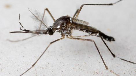 Một cá thể muỗi đực
