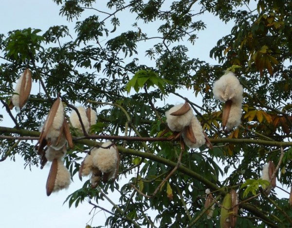 Cây bông gòn có tên khoa học là Ceiba pentandra