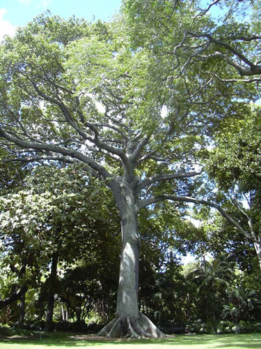 Quả của cây bông gòn dài khoảng 15cm