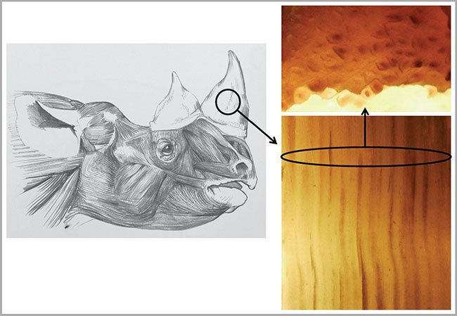 Sừng tê giác giả được chế tạo từ lông ngựa
