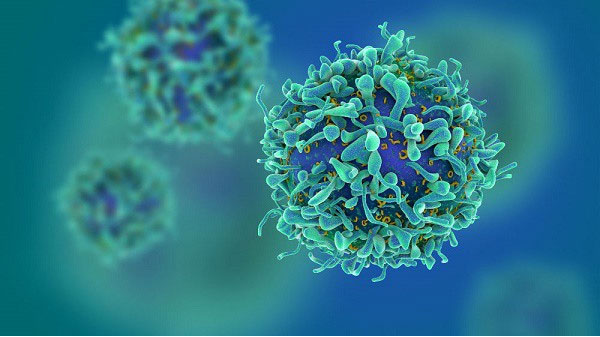 Tế bào T có provirus vẫn hoàn toàn bình thường cho đến khi HIV 