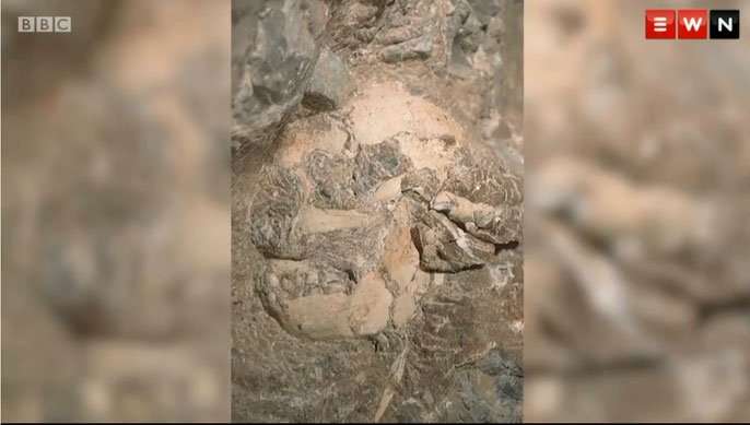 Hộp sọ khi vừa được phát hiện, còn nằm hóa thạch trong đá 