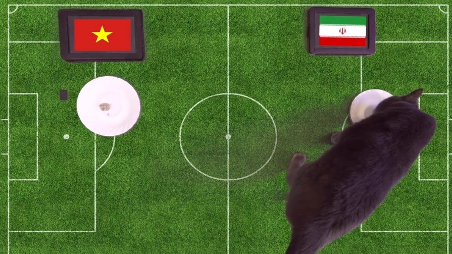 Mèo tiên tri Cass dự đoán sốc kết quả trận Việt Nam vs Iran
