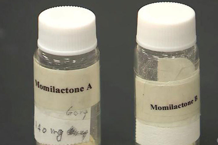 Hai hợp chất Momilactone A và B