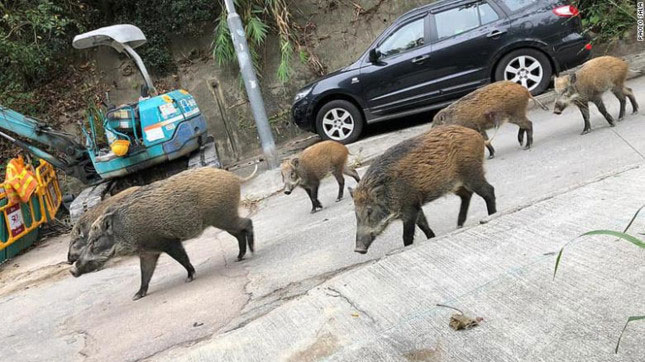 Một đàn lợn rừng lang thang trên phố ở Hong Kong. 
