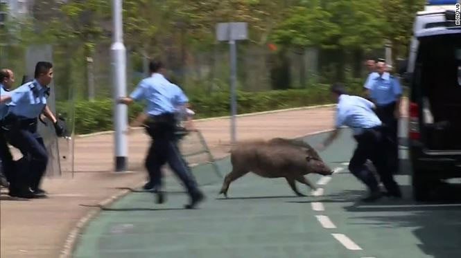 Cảnh sát đang cố bắt một con lợn rừng lang thang ở quận tài chính của Hong Kong. 