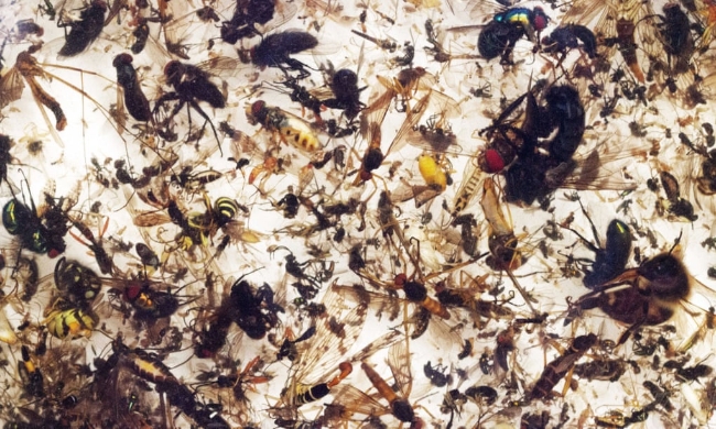 Số lượng các loài côn trùng trên toàn cầu đang giảm mạnh - Ảnh: The Guardian