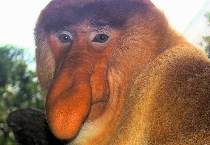 Khỉ vòi được coi là động vật xấu nhất trên thế giới