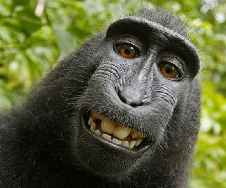 Khỉ có thể ghi nhớ nhận dạng khuôn mặt