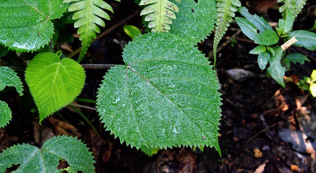 Những chiếc lông trên lá của cây lá ban chứa hàm lượng độc tố rất cao.