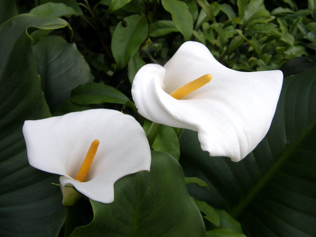 Loại hoa được rất nhiều cô dâu ưa chuộng này có chứa nhiều chất độc calcium oxalate.