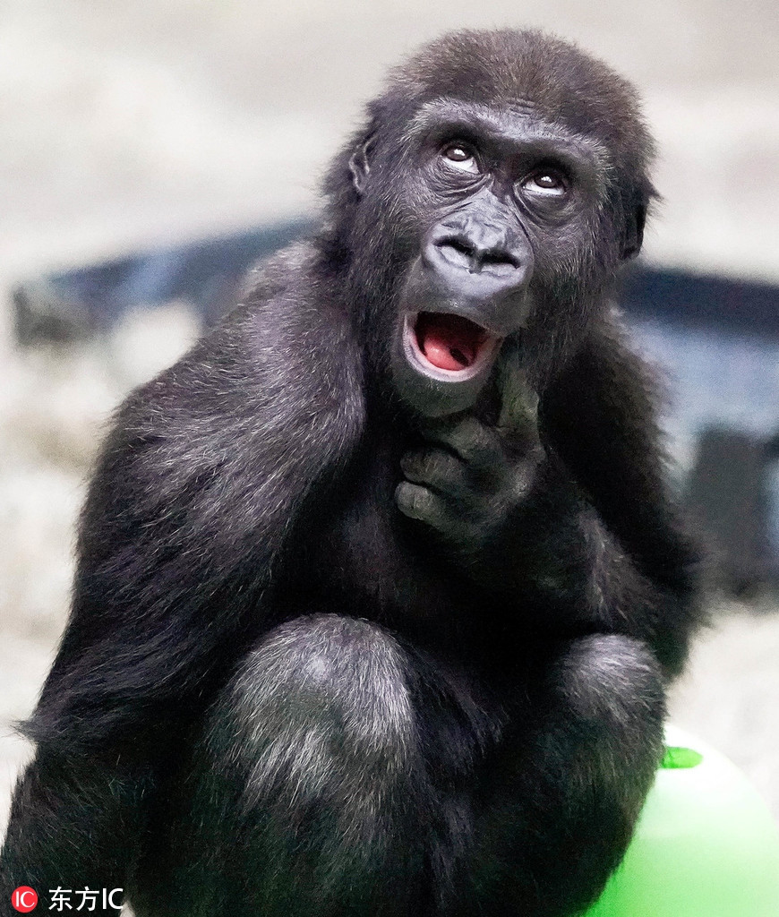 Nếu bạn muốn thưởng thức khoảnh khắc xấu hổ cực đáng yêu của chú khỉ đột này thì hãy nhanh tay click vào hình ảnh ngay nào!