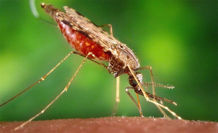Muỗi là trung gian truyền nhiều bệnh nguy hiểm cho người.
