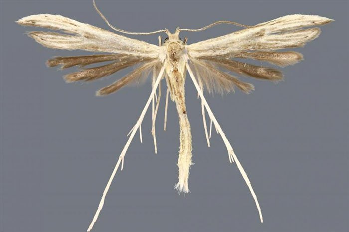 Hellinsia lucayana, một trong bốn loài bướm đêm mới được phát hiện.