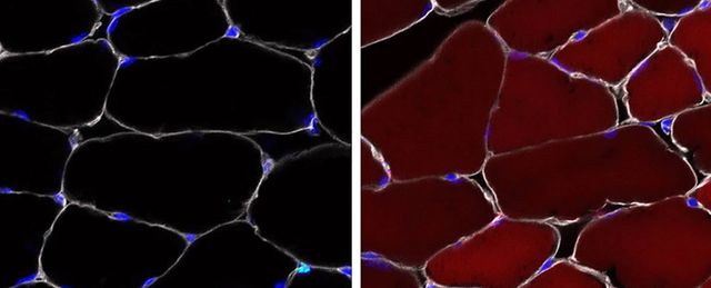 Các nhà khoa học vừa phát hiện ra phương pháp chỉnh sửa gene của tế bào gốc.