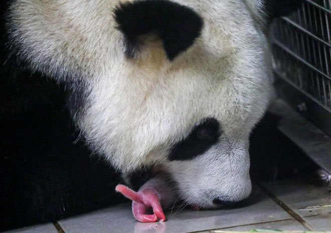 Gấu mẹ Hao Hao ngậm con trong miệng