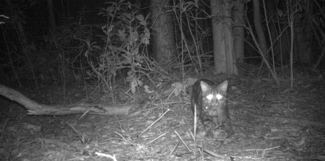 Một con mèo ở Florida Keys, tác nhân đe dọa quần thể chuột gỗ ở đây