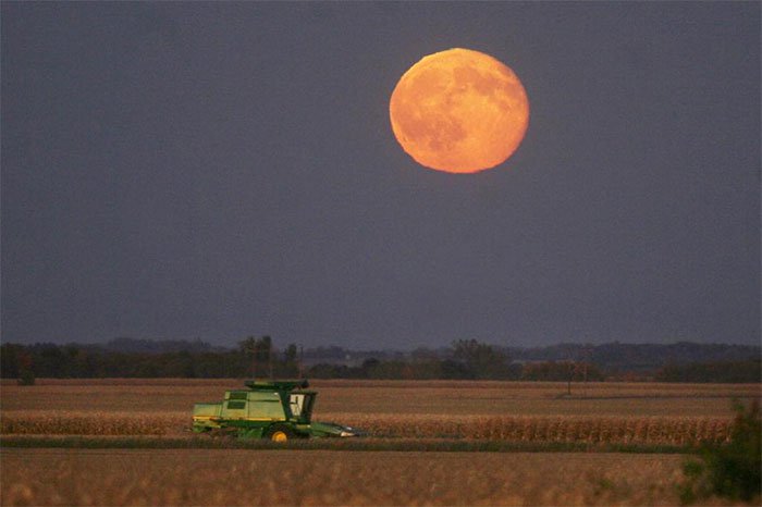 Nông dân thu hoạch bắp dưới ánh trăng gần TP Mason, bang Iowa - Mỹ vào ngày 15/10/2008.