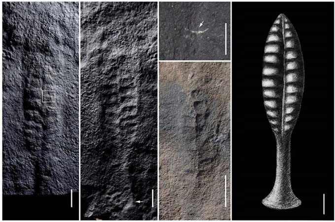 Các hóa thạch và hình ảnh phục dựng của Arborea.