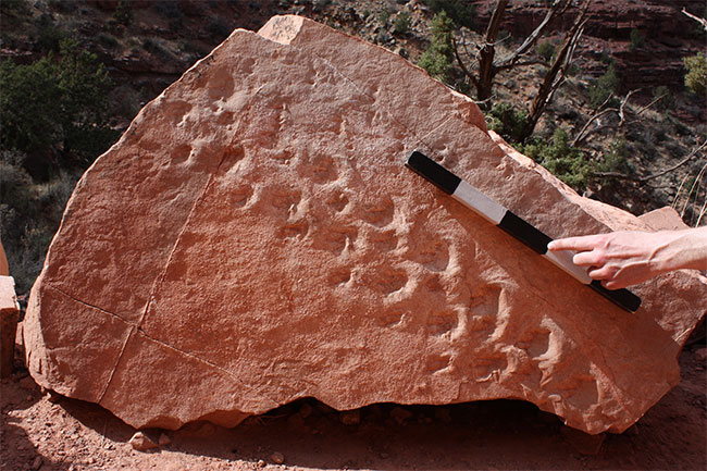 Hoá thạch có dấu chân loài sinh vật kì lạ có niên đại 310 triệu năm tuổi mới được phát hiện tại Mỹ.