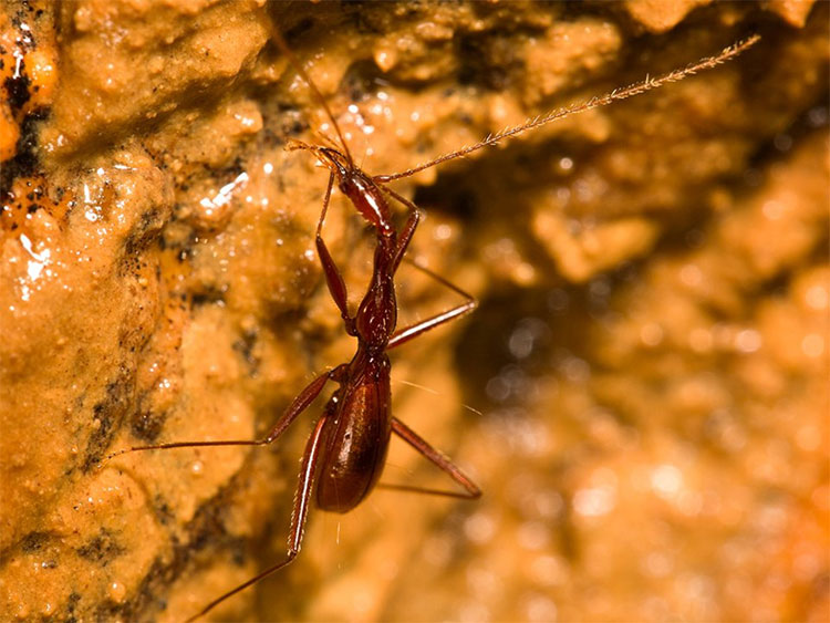 Loài bọ không mắt và không cánh Xuedytes bellus.