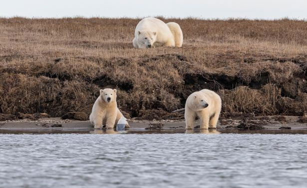 Những con gấu Bắc Cực con mà ông Sullivan đã chụp ảnh.