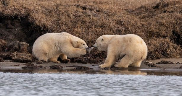 Hai con gấu bắc cực con giành nhau mẩu nhựa.