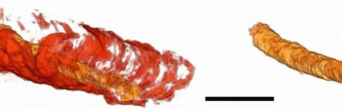 Hình ảnh ba chiều cho thấy cấu trúc giải phẫu bên trong của loài Cloudinid.