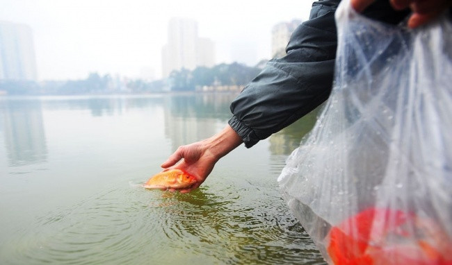 Khi đi phóng sinh cá các bạn cần chọn những ao, hồ nước sạch, không gian rộng và không quá ô nhiễm. 