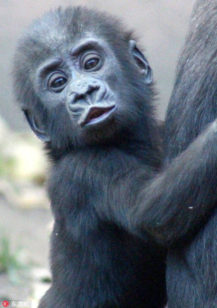 Khỉ đột bĩu môi Bạn đã từng nghe đến khỉ đột bĩu môi chưa? Loài khỉ này có đôi môi đầy màu sắc và quả thật rất đáng yêu. Hãy xem bức ảnh của chúng tôi và cùng khám phá vẻ đẹp hoang dã của khỉ đột bĩu môi.