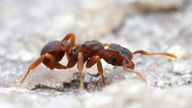 Loài kiến thuộc chi Cyphomyrmex