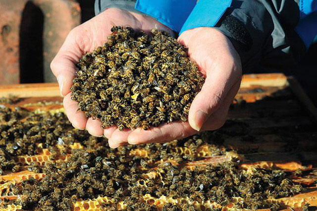 Các loài ong ở Anh, Đan Mạch và Bắc Mỹ đã bị suy giảm một lượng cá thể vô cùng lớn.
