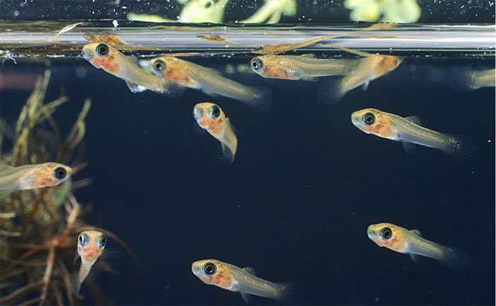 Cá con sở hữu một hệ thống định hướng nhạy cảm bằng âm thanh và mùi hương.