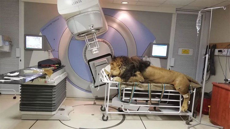 Con sư tử được gây mê khi tiếp nhận xạ trị.