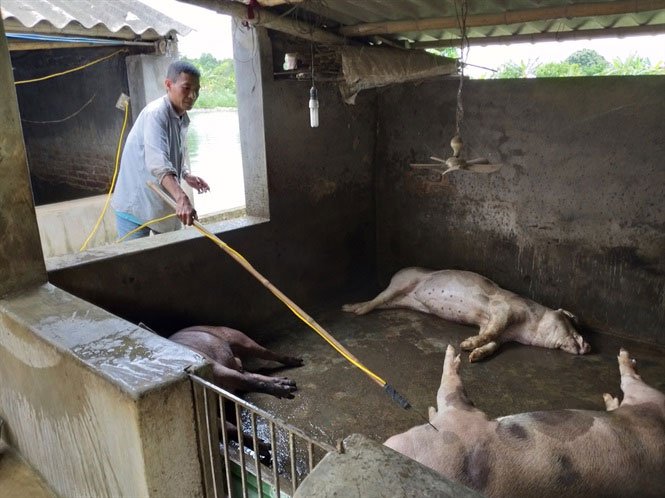 Quy trình xử lý lợn chết do dịch bệnh