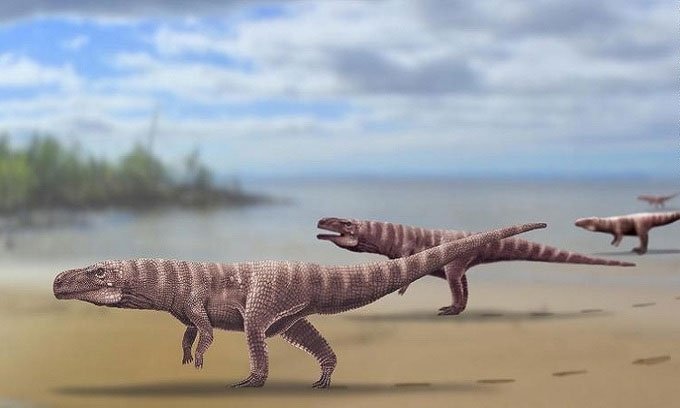 Loài này đã phát triển mạnh khoảng 100 đến 145 triệu năm trước.