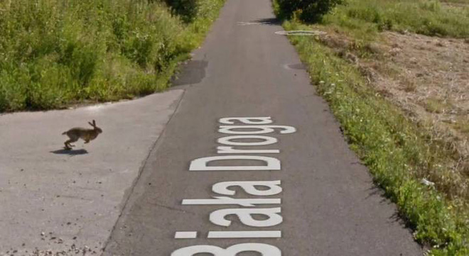 Google Street View ghi lại cảnh xe chụp hình đường phố đâm phải con thỏ lao qua đường - Ảnh 2.