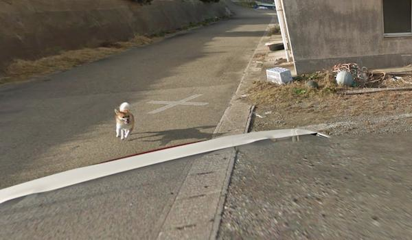 Google Street View ghi lại cảnh xe chụp hình đường phố đâm phải con thỏ lao qua đường - Ảnh 8.