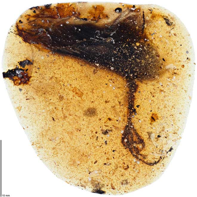 Hóa thạch chân chim được tìm thấy trong một cục hổ phách từ Myanmar.