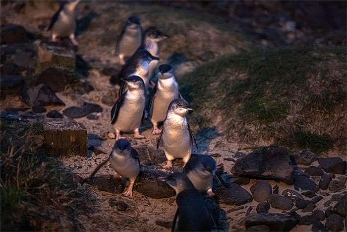 Hàng nghìn con chim cánh cụt tí hon trồi lên từ làn sóng, đi dọc bờ biển trở về tổ của chúng
