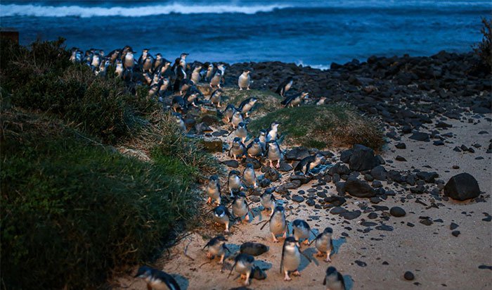 Nhiều năm qua, những con chim cánh cụt tí hon đã sống chung với các khu dân cư của con người