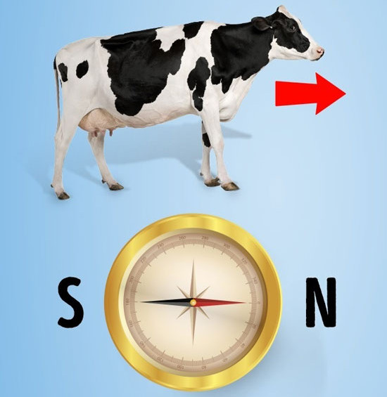 70% các con bò hướng về phía bắc hoặc phía nam trong khi tìm thức ăn.