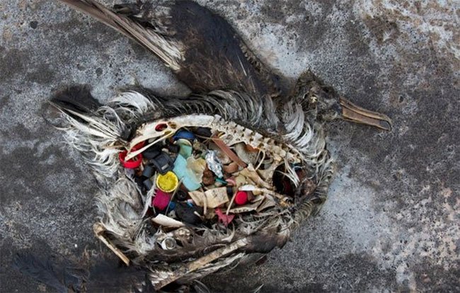 Chim biển chết vì ăn nhựa.