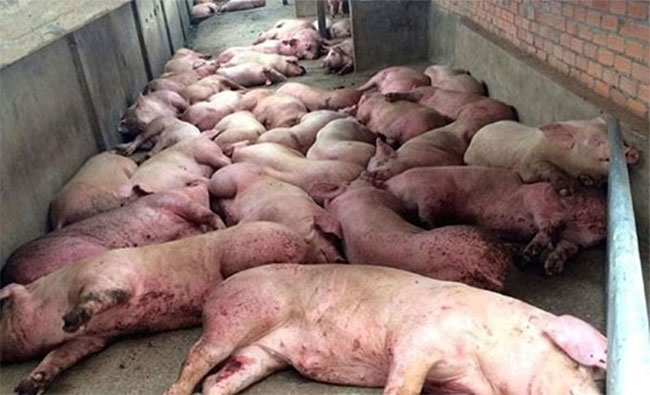 Lợn mắc virus dịch tả lợn châu Phi có tỉ lệ chết 100%