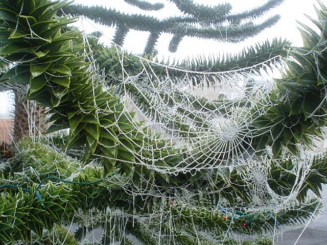 Người dân Ukraine sử dụng mạng nhện để trang trí cho cây thông Giáng sinh và cho rằng, ai là người đầu tiên nhìn thấy mạng nhện trên cây thông vào buổi sáng Giáng sinh thì người ấy sẽ gặp may mắn cả năm.