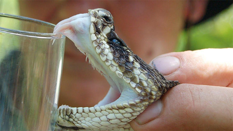 Nọc rắn hổ mang Ấn Độ