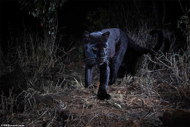 Báo đen quý hiếm châu Phi lần đầu được chụp ảnh sau 100 năm.